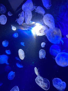 サンシャイン水族館に投稿された画像（2023/8/11）