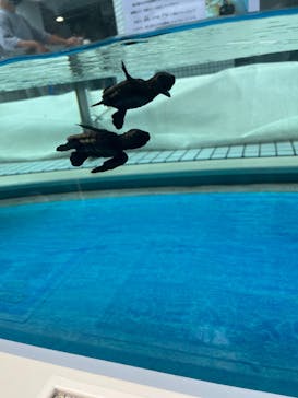 名古屋港水族館に投稿された画像（2023/8/11）