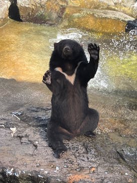 奥飛騨クマ牧場に投稿された画像（2023/8/11）