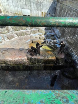 奥飛騨クマ牧場に投稿された画像（2023/8/11）