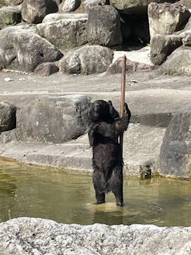 奥飛騨クマ牧場に投稿された画像（2023/8/11）