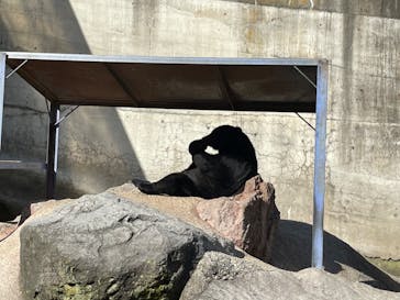 奥飛騨クマ牧場に投稿された画像（2023/8/11）