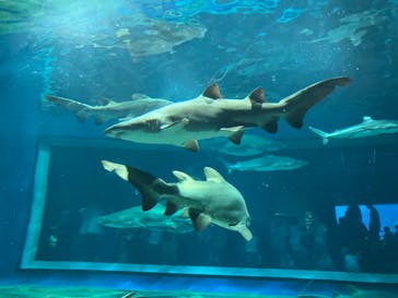 アクアワールド茨城県大洗水族館に投稿された画像（2023/8/11）