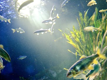 サンシャイン水族館に投稿された画像（2023/8/11）