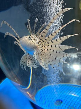 しながわ水族館に投稿された画像（2023/8/11）