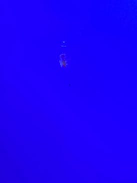 しながわ水族館に投稿された画像（2023/8/11）