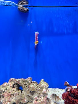 しながわ水族館に投稿された画像（2023/8/11）