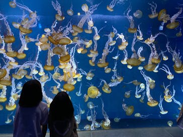 新江ノ島水族館に投稿された画像（2023/8/11）