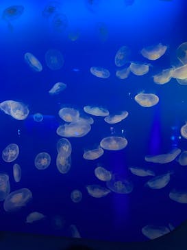 新江ノ島水族館に投稿された画像（2023/8/11）