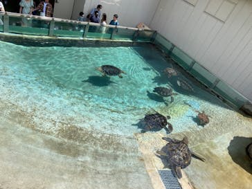 新江ノ島水族館に投稿された画像（2023/8/11）