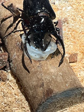 昆虫最強王図鑑展に投稿された画像（2023/8/11）