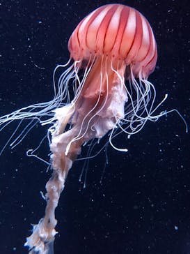 サンシャイン水族館に投稿された画像（2023/8/11）