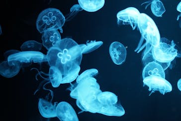 AOAO SAPPOROに投稿された画像（2023/8/11）