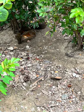 神戸どうぶつ王国に投稿された画像（2023/8/11）