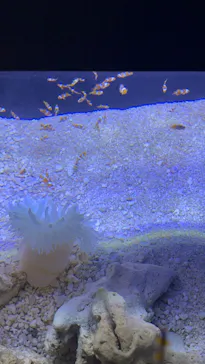 マクセル アクアパーク品川に投稿された画像（2023/8/11）