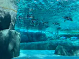 天王寺動物園に投稿された画像（2023/8/11）