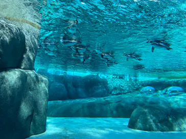 天王寺動物園に投稿された画像（2023/8/11）