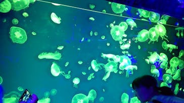 名古屋港水族館に投稿された画像（2023/8/11）