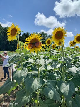 成田ゆめ牧場に投稿された画像（2023/8/11）