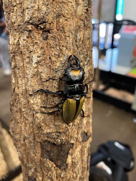 JOYPOLIS 特別イベントスペースに投稿された画像（2023/8/11）