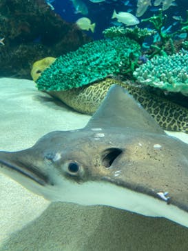 サンシャイン水族館に投稿された画像（2023/8/11）