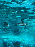 天王寺動物園に投稿された画像（2023/8/11）