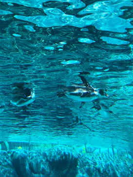 天王寺動物園に投稿された画像（2023/8/11）