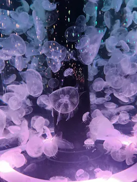 マクセル アクアパーク品川に投稿された画像（2023/8/11）