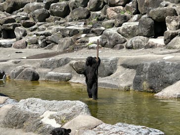 奥飛騨クマ牧場に投稿された画像（2023/8/11）