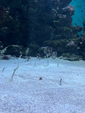 島根県立 しまね海洋館に投稿された画像（2023/8/11）