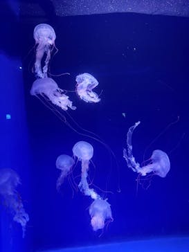 新江ノ島水族館に投稿された画像（2023/8/11）