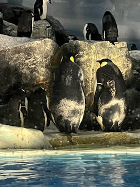 名古屋港水族館に投稿された画像（2023/8/11）