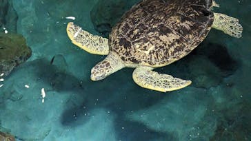 名古屋港水族館に投稿された画像（2023/8/11）