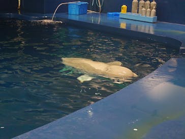 島根県立 しまね海洋館に投稿された画像（2023/8/11）