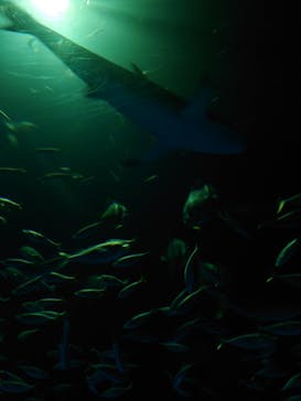 島根県立 しまね海洋館に投稿された画像（2023/8/11）