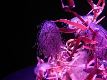 島根県立 しまね海洋館に投稿された画像（2023/8/11）