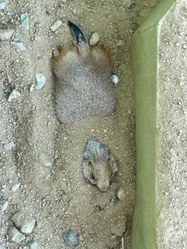 淡路ファームパーク イングランドの丘に投稿された画像（2023/8/11）