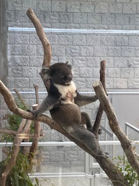 淡路ファームパーク イングランドの丘に投稿された画像（2023/8/11）