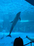 名古屋港水族館に投稿された画像（2023/8/11）