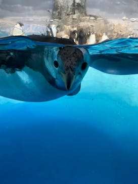 名古屋港水族館に投稿された画像（2023/8/11）