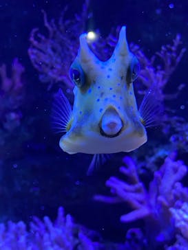 名古屋港水族館に投稿された画像（2023/8/11）