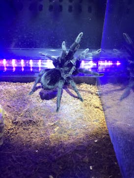 昆虫最強王図鑑展に投稿された画像（2023/8/11）