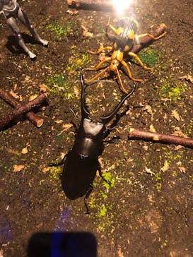 昆虫最強王図鑑展に投稿された画像（2023/8/11）