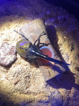 昆虫最強王図鑑展に投稿された画像（2023/8/11）