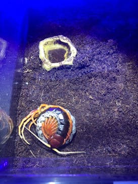 昆虫最強王図鑑展に投稿された画像（2023/8/11）