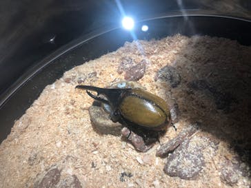 昆虫最強王図鑑展に投稿された画像（2023/8/11）