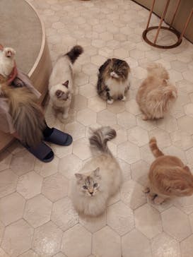 猫カフェモカ　イオンモール幕張新都心店に投稿された画像（2023/8/11）