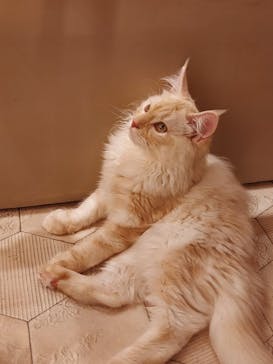 猫カフェモカ　イオンモール幕張新都心店に投稿された画像（2023/8/11）