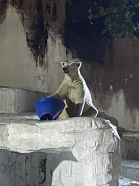 天王寺動物園に投稿された画像（2023/8/11）