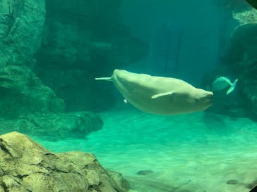 名古屋港水族館に投稿された画像（2023/8/11）